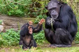 Young chimpanzee reaching toward an adult chimpanzee sitting in a forested enclosure.