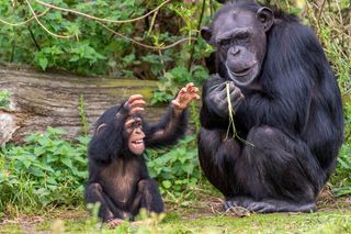 Young chimpanzee reaching toward an adult chimpanzee sitting in a forested enclosure.