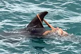 Octopus riding on the dorsal fin of a Risso's dolphin