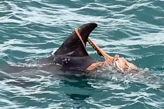 Octopus riding on the dorsal fin of a Risso's dolphin