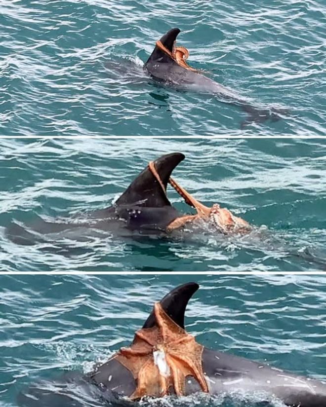 octopus on back of dolphin 