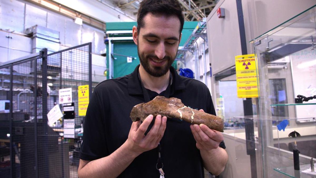 66-Million-Year-Old Mineralized Blood Vessels Reveal How the Largest Known <em>T. rex</em> Began Healing a Broken Rib