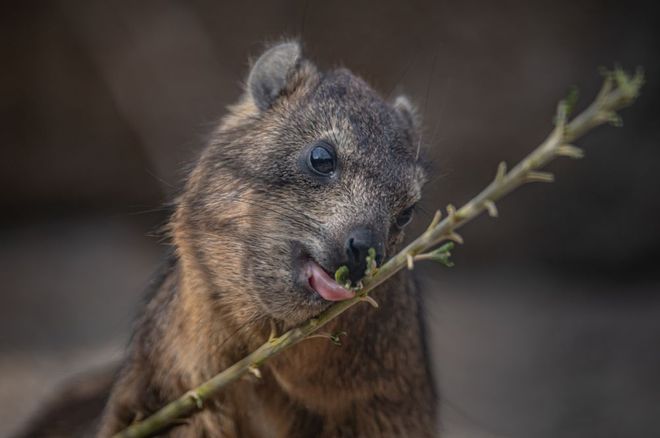 Rock hyrax eating branch 