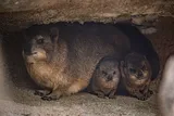 baby rock hyrax with mother 