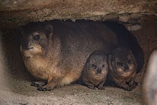 baby rock hyrax with mother 