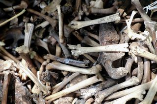 pile of old bones