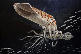 Illustration of Wyoteuthis linsterorum, a squid-like animal with an orange-and-white body, grasping a smaller cephalopod among schools of fish.