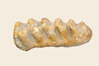 mastodon tooth fossil 