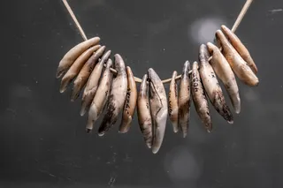 Long, curved teeth strung on a cord against a dark background, with small black markings on several teeth.