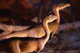 Small Dinosaurs Had Unique Advantages