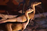 2 Compsognathus dinosaur models at an exhibit 