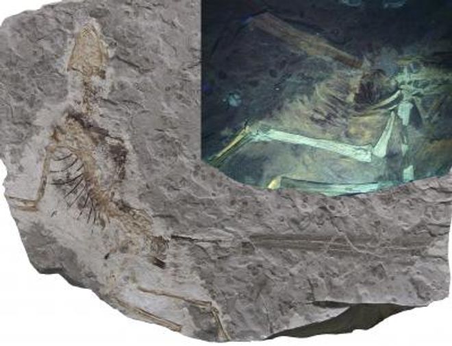 Epidexipteryx fossil