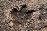 First-Ever Adult T. rex Trackway Found