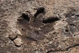 fossilized t rex track 