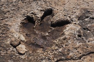 fossilized t rex track 