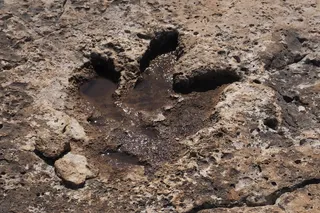 fossilized t rex track 