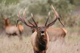 Elk Are More Aggressive Than Bears in Parks!