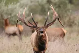 Bull elk bugling with two cows in the back ground 