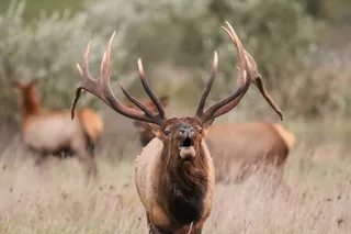 Bull elk bugling with two cows in the back ground 
