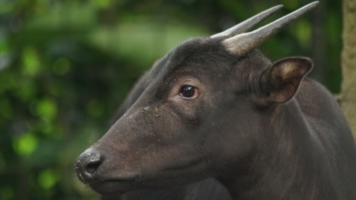 The Elusive Anoa Is an Endangered Dwarf Buffalo That Stands Under 3 Feet Tall