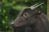 close up of anoa dwarf buffalo face 