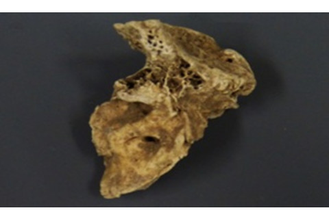 Ancient Irish Dog Temporal Bone