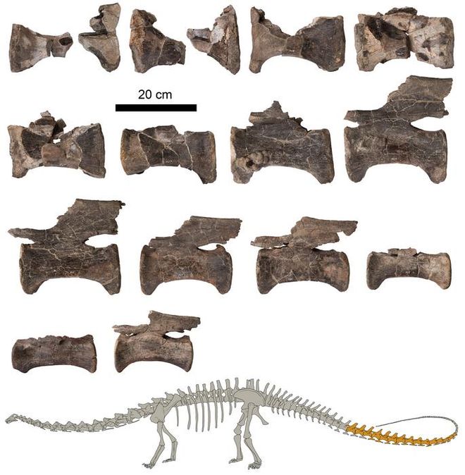 Diplodocus vertebrae 