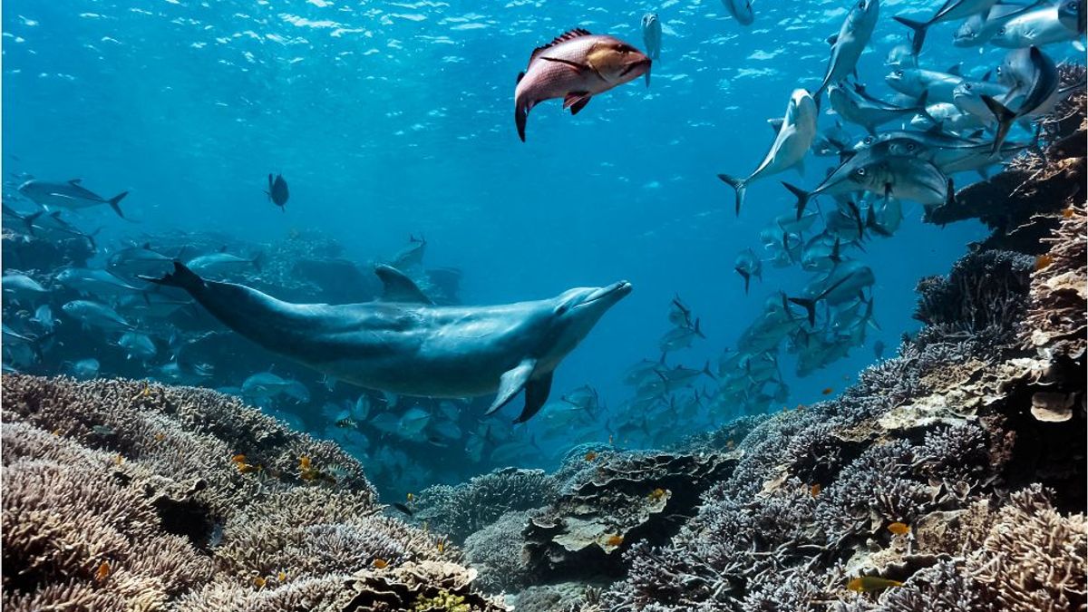 A Bottlenose Dolphin Named Bubbles Chases Fish Until They Throw Up, Then Steals Their Meals