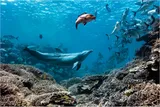 bubbles the dolphin swimming in a reef