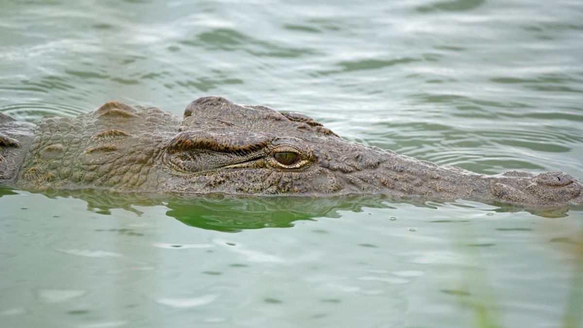 Crocodiles, Hippos, and Malaria Are Just Some of the Dangers in the Congo Basin