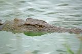 Crocodiles, Hippos, and Malaria Are Just Some of the Dangers in the Congo Basin