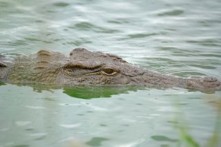 Nile crocodile with eye out of water 