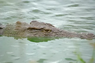 Nile crocodile with eye out of water 