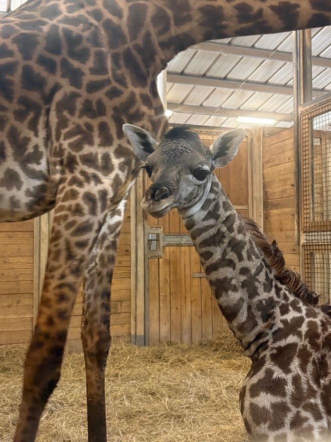 Giraffe calf named Gail and mother at Brevard Zoo