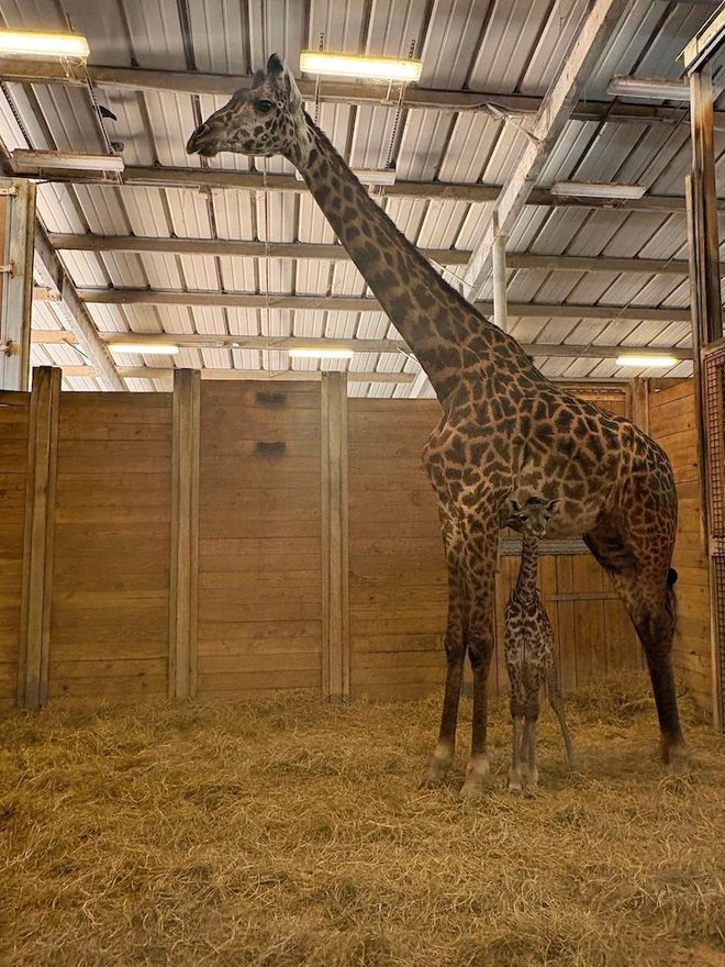 Giraffe calf named Gail and mother at Brevard Zoo