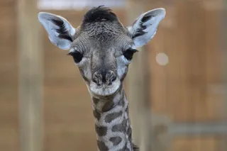Giraffe calf named Gail at Brevard Zoo