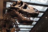 T. Rex Had a Human-Like Temperature!
