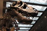 Close up of the fossilzed skull of Thomas the Tyrannosaurus rex