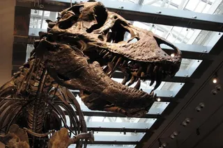 Close up of the fossilzed skull of Thomas the Tyrannosaurus rex