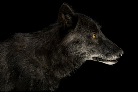 Dog - National Geographic Creative