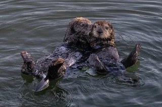 pair of sea otters