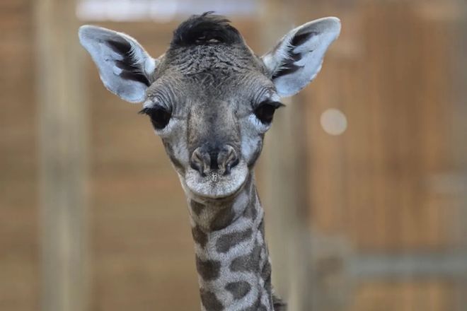 Giraffe calf named Gail.