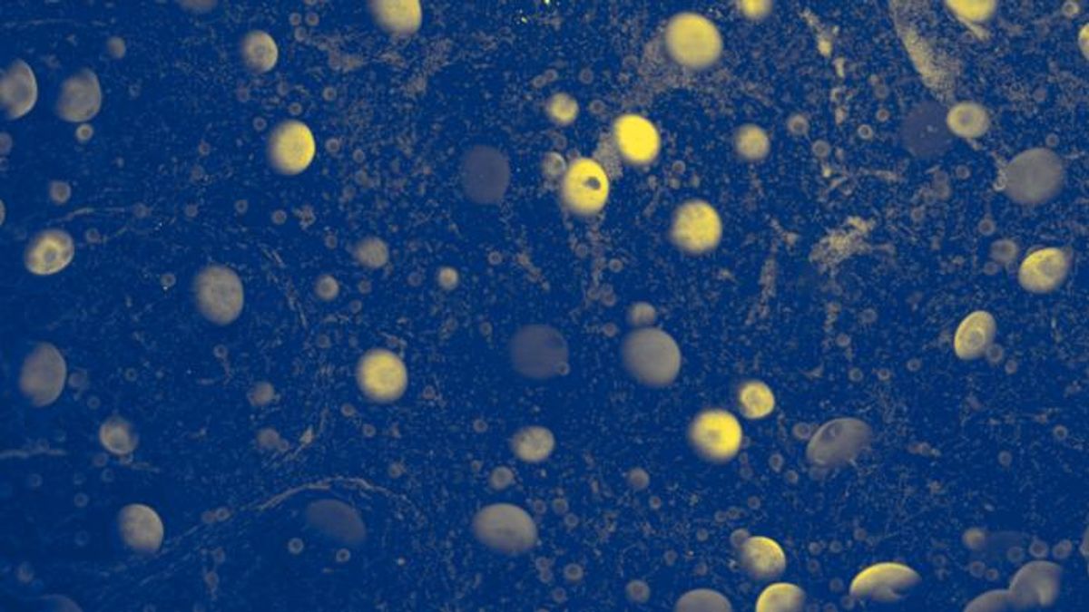 The First 3D Map of an Ovary Suggests a Hidden System Controls Egg Activation
