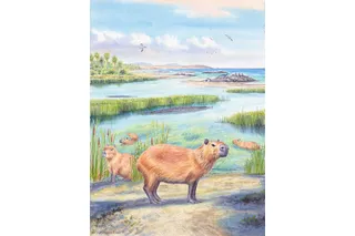 Illustration of extinct genus of capybara relatives