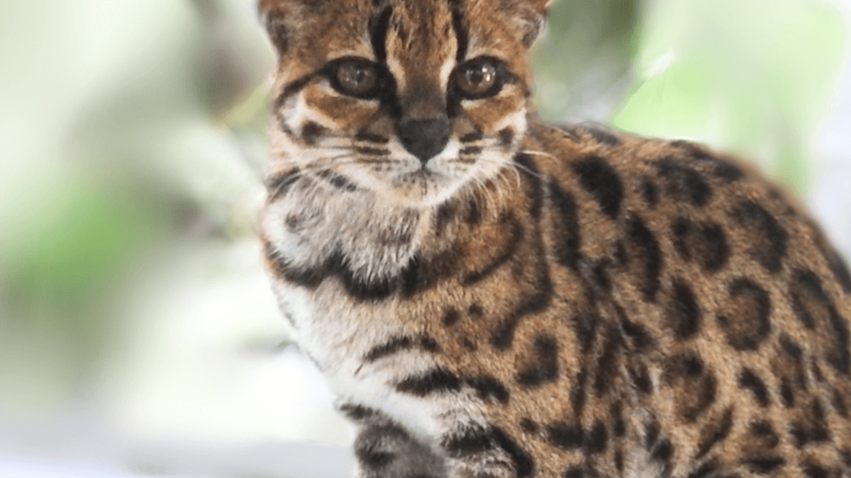 Cub Found in Bolivia Helped Uncover the First New Cat Species Named in Over a Century
