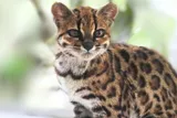 Leopardus tilcayo, new cat species discovered