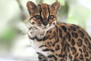 Leopardus tilcayo, new cat species discovered