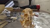 Cub Found in Bolivia Helped Uncover the First New Cat Species Named in Over a Century 2 guiana tiger cat skull t