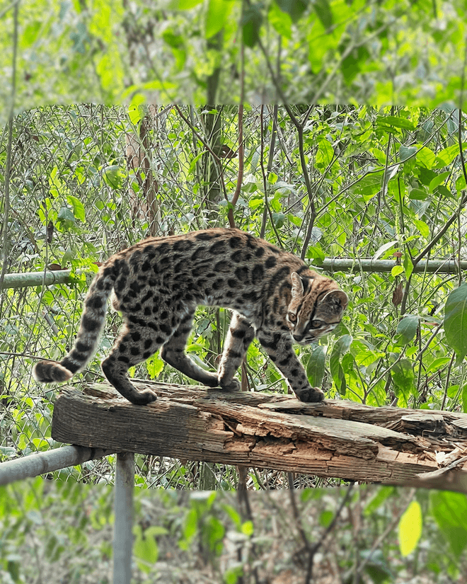 New cat species, Leopardus tilcayo New cat species, Leopardus tilcayo
