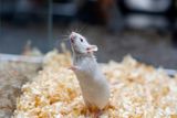 Mice With Mostly Human Cortical Tissue Could Help Reveal How Brain Disorders Develop 2 white lab mouse t